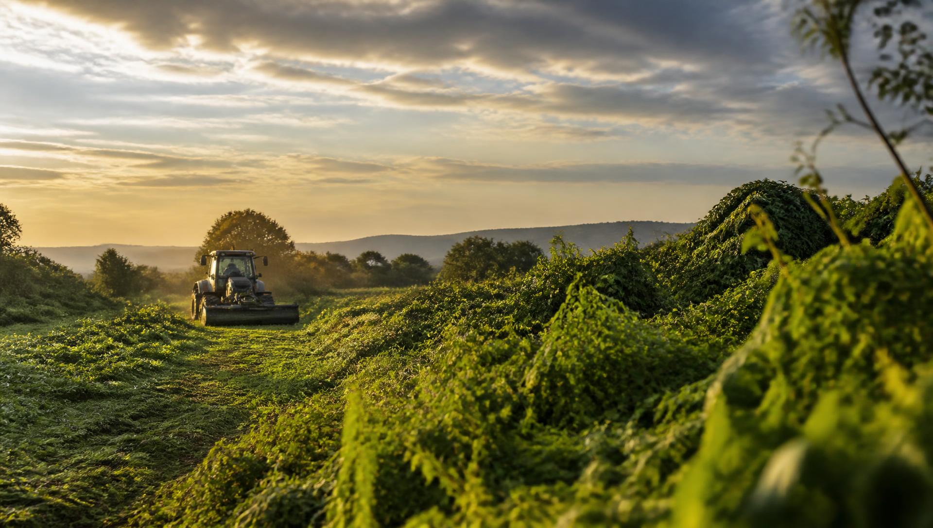Tractor desbrozando un campo verde en Extremadura al atardecer
